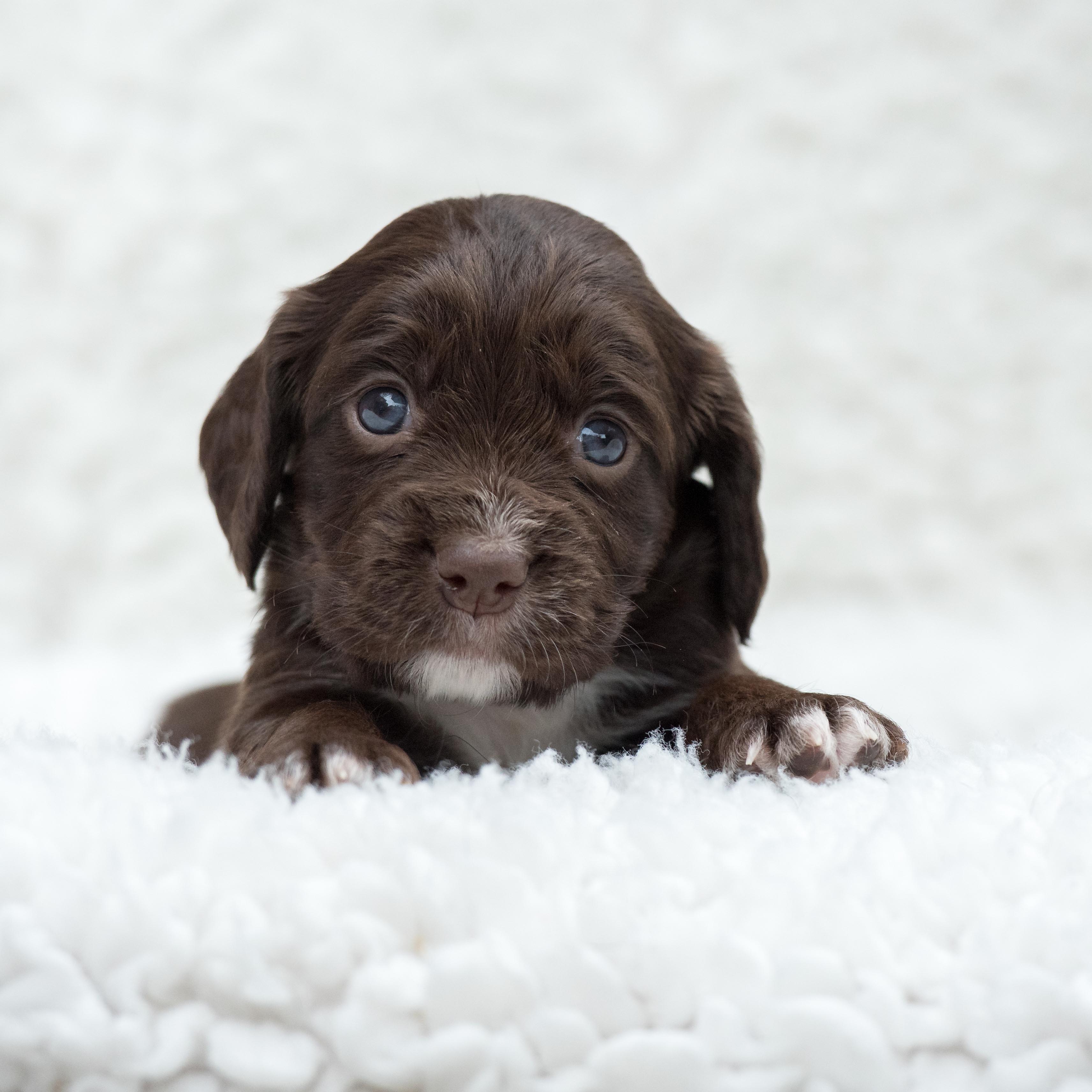 Chocolate Puppy