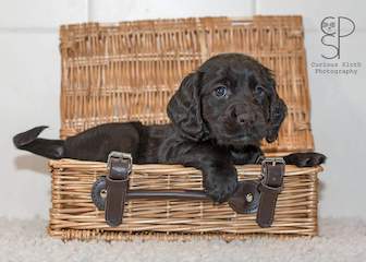 Puppy in Basket