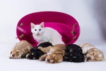 Kitten with Puppies